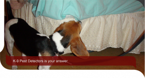 Bed Bug Detection Dog Bed Bug Detection Dog, Sniffer Dogs