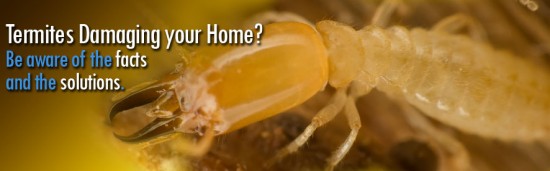 Termite Exterminators Termite Exterminators